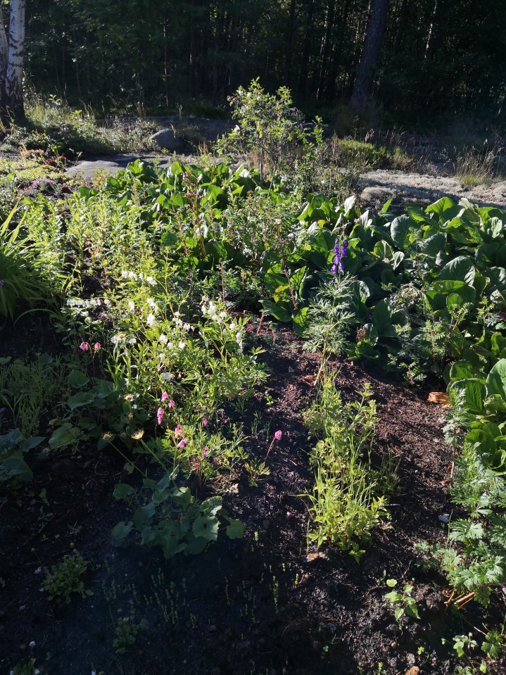 Cottage Gardenia ja huijarisyndroomaa