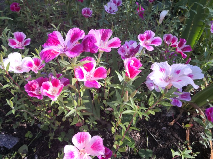 Rikkaruohoista arjen hallintaan